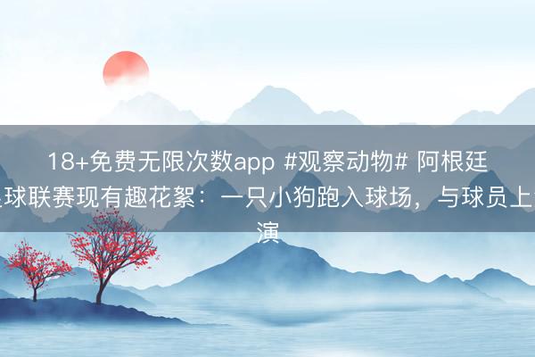 18+免费无限次数app #观察动物# 阿根廷足球联赛现有趣花絮：一只小狗跑入球场，与球员上演