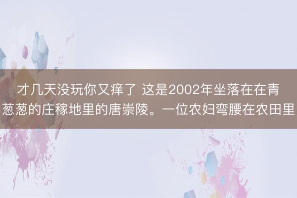 才几天没玩你又痒了 这是2002年坐落在在青葱葱的庄稼地里的唐崇陵。一位农妇弯腰在农田里